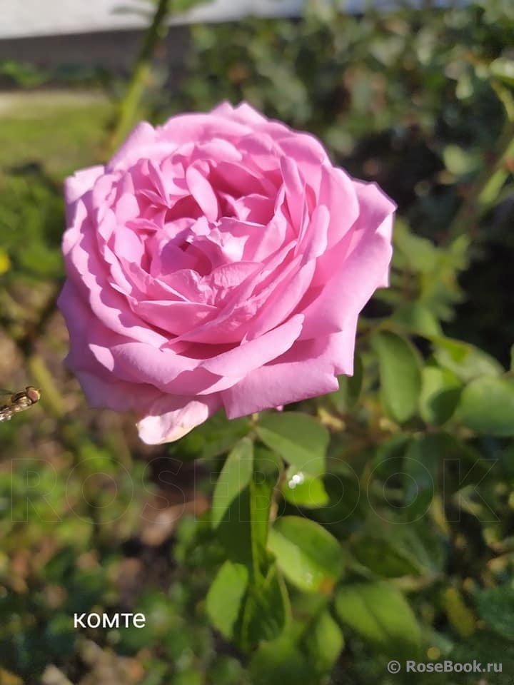 Comte de Chambord