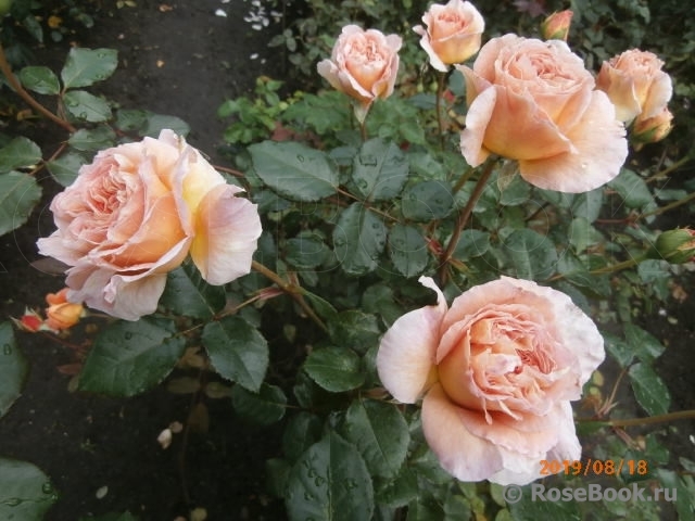 Abraham Darby