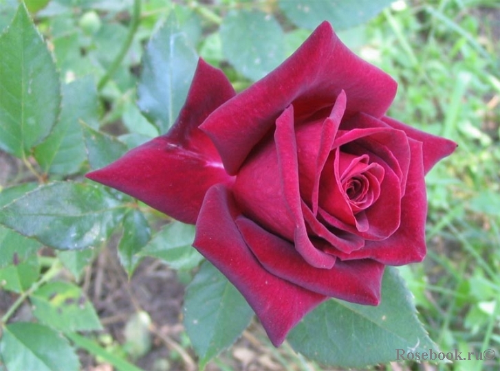 Black Baccara