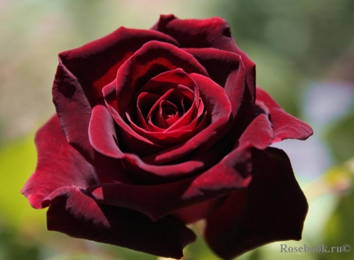 Black Baccara