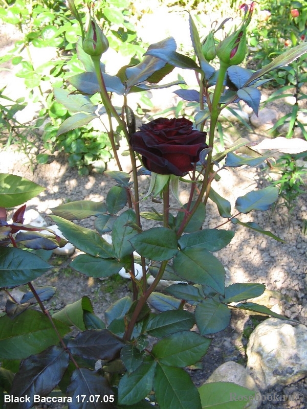 Black Baccara