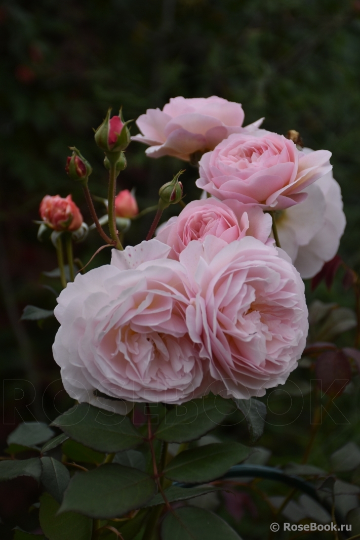 A Shropshire Lad