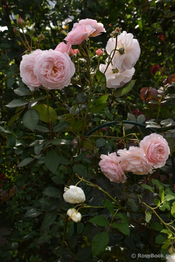 A Shropshire Lad