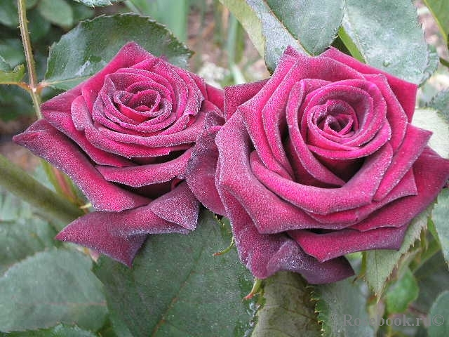 Black Baccara