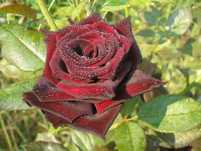 Black Baccara