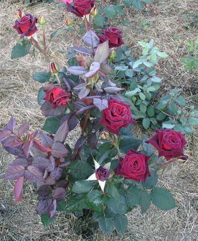 Black Baccara