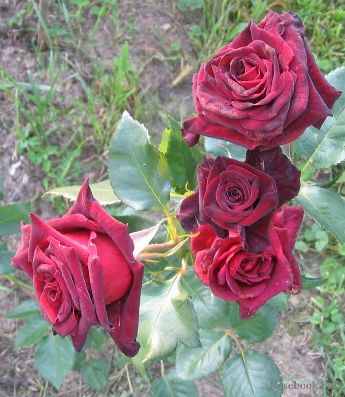 Black Baccara