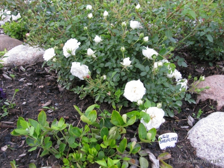 White Babyfloor