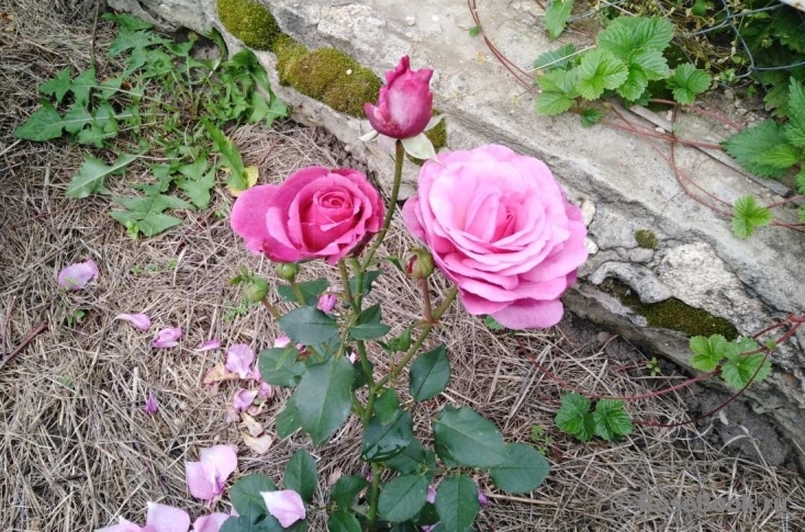 Kaffe Fassett Rose