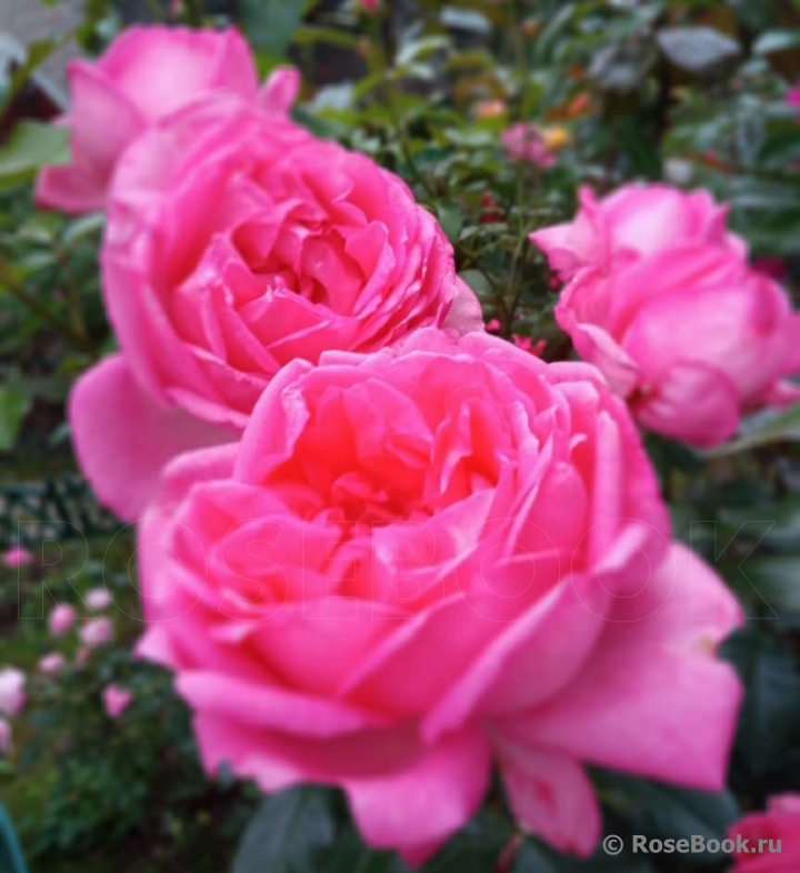 La Rose de Molinard ®