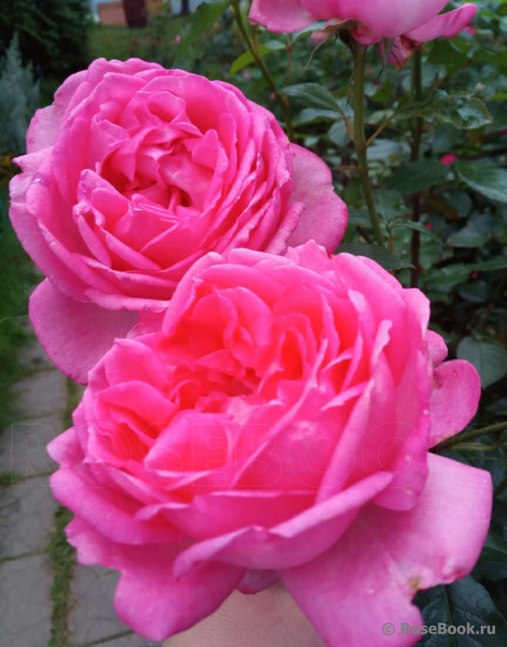 La Rose de Molinard ®