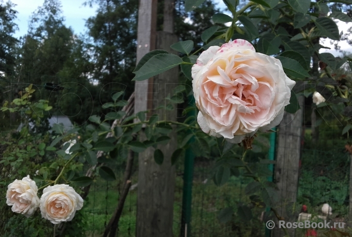 Mon Jardin et Ma Maison