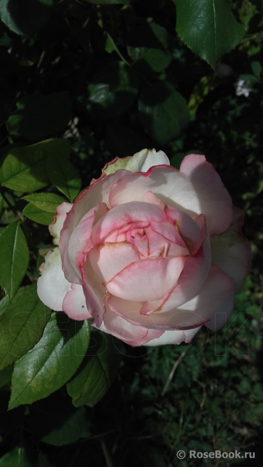 La Rose Optimiste