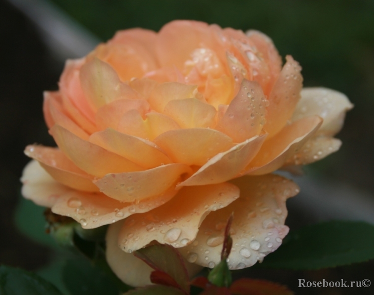 Lady of Shalott 