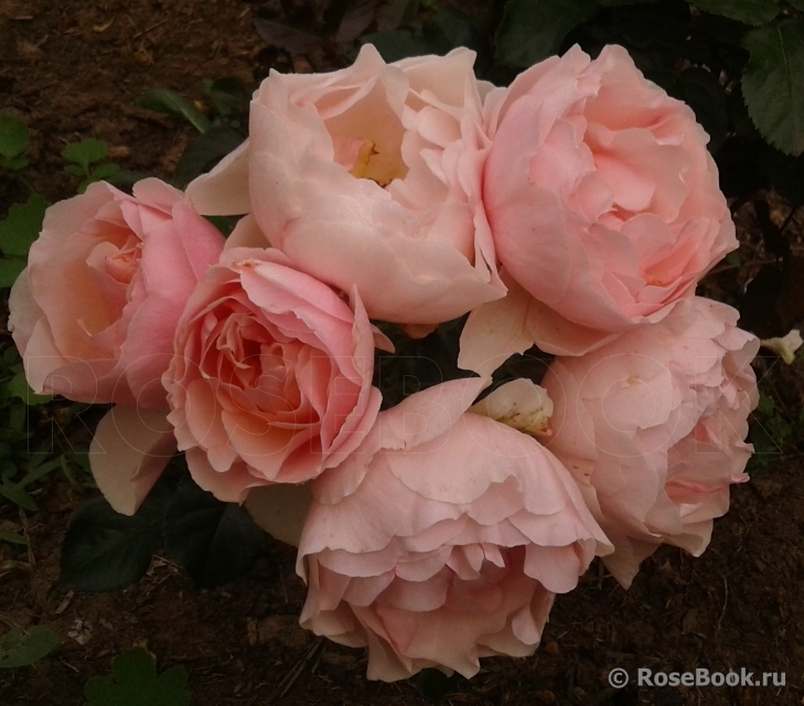 Jardin des Tuileries