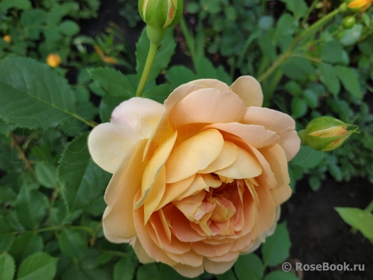 Crown Princess Margareta®