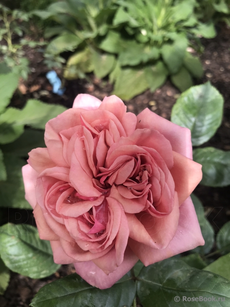 Stefanie´s Rose 