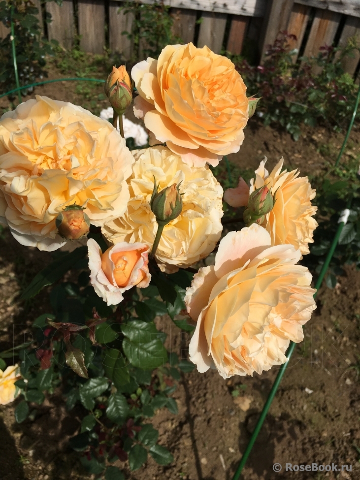 Crown Princess Margareta®