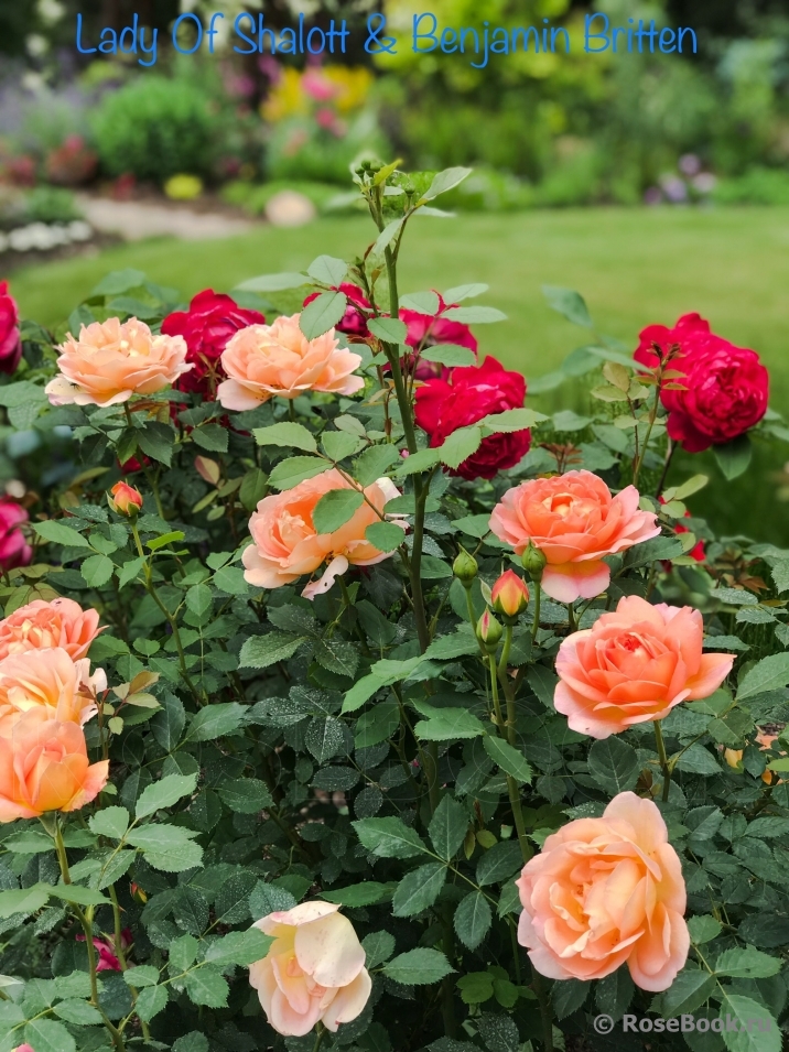 Lady of Shalott 