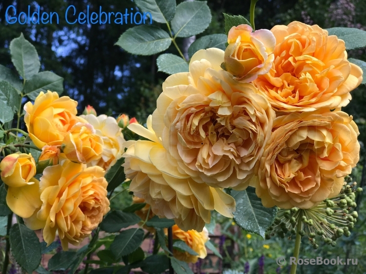 Golden Celebration®