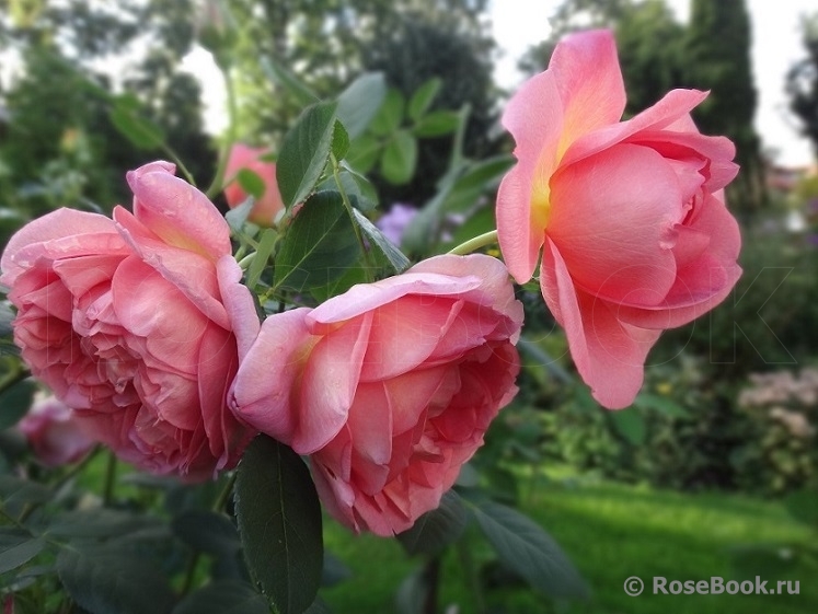 Pink Lady of Shalott