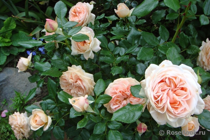 Garden of Roses 