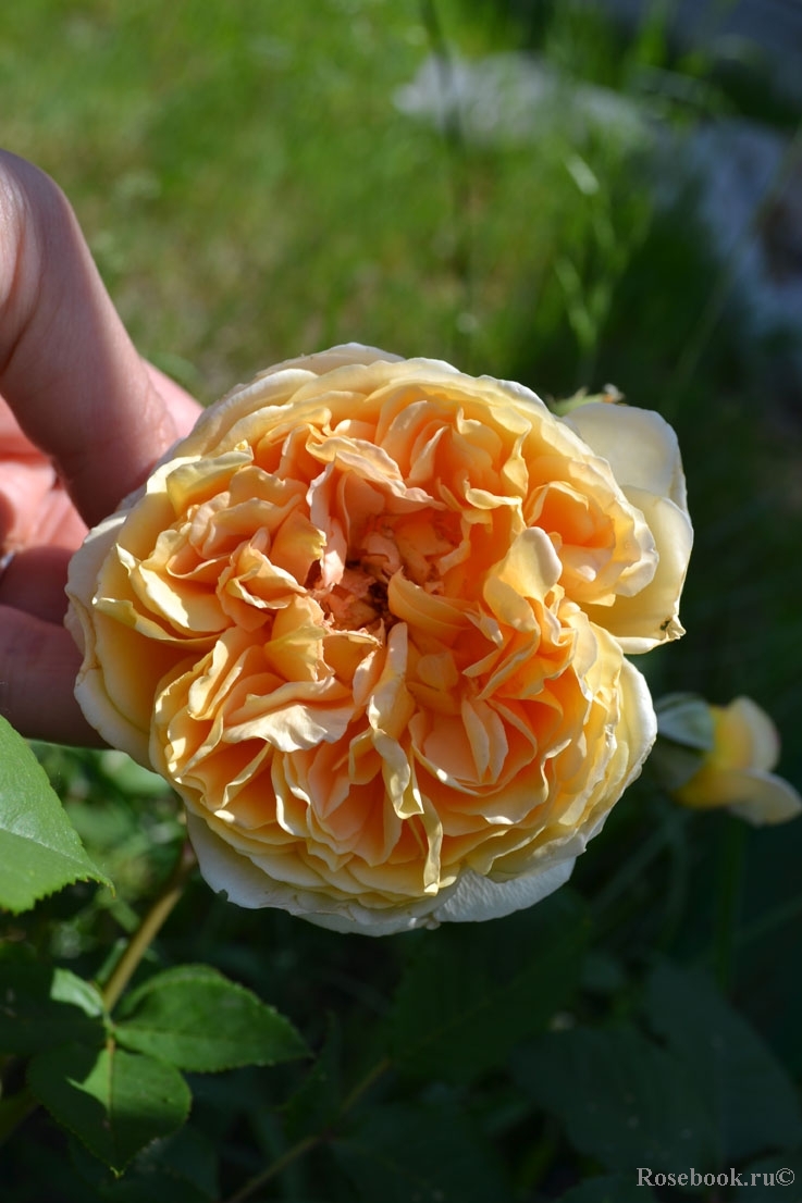 Crown Princess Margareta®