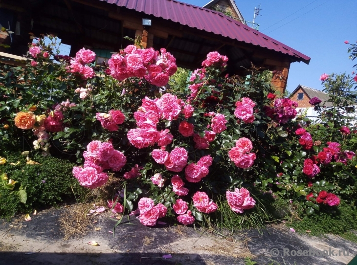 Rosarium Uetersen