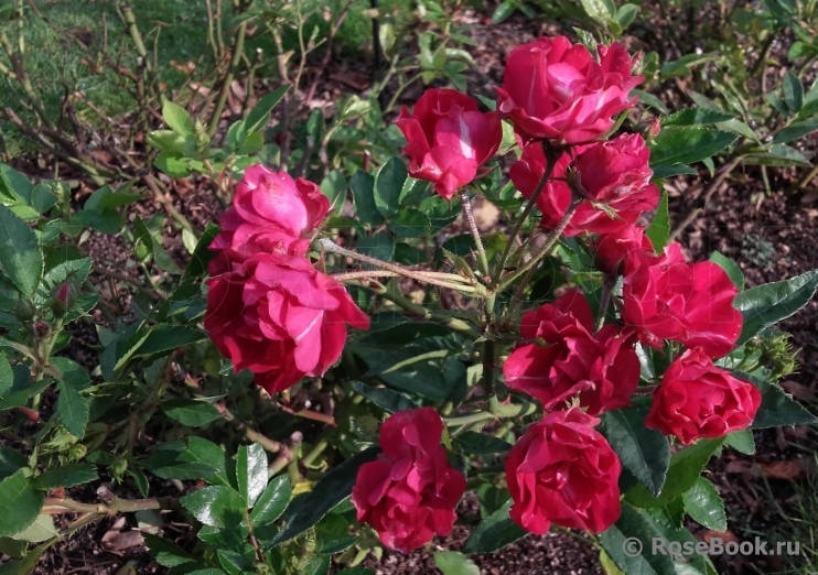 Merveille des Rouges