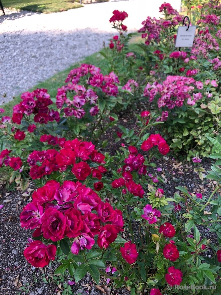 Merveille des Rouges