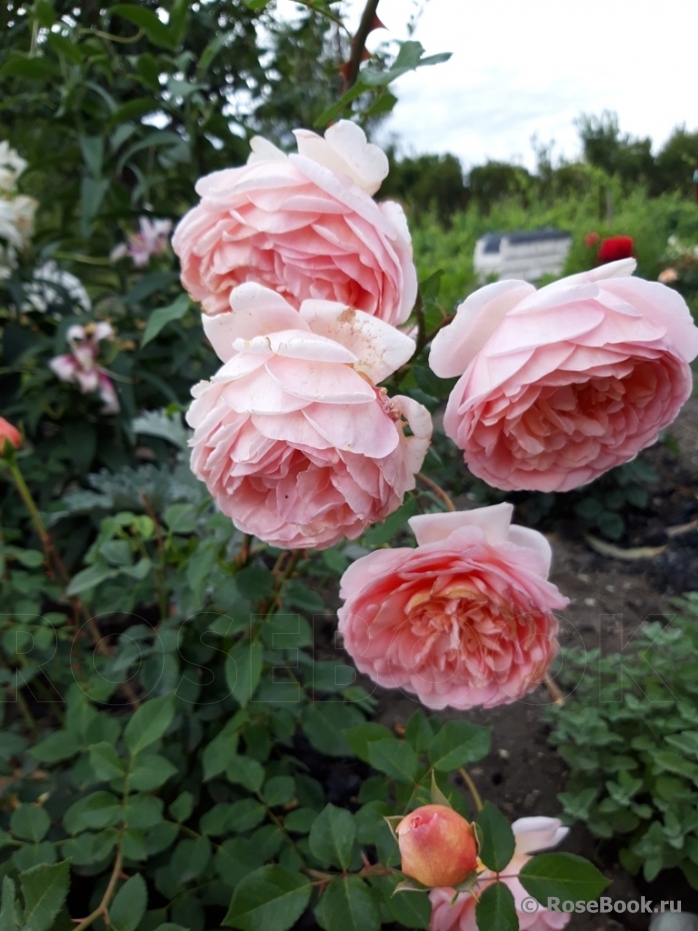 Abraham Darby