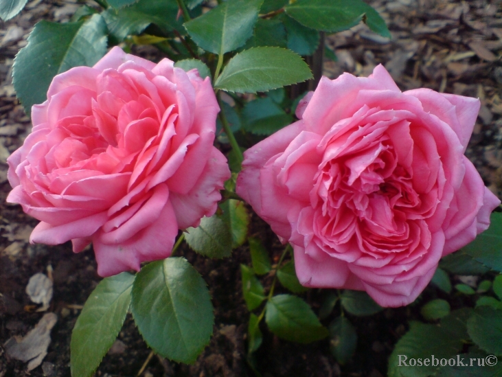 La Rose de Molinard ®