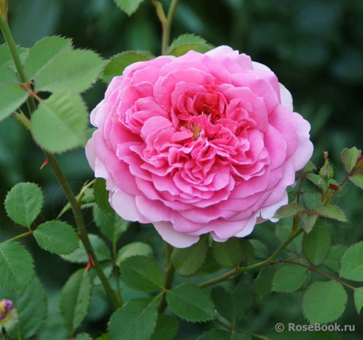 Princess Alexandra of Kent 