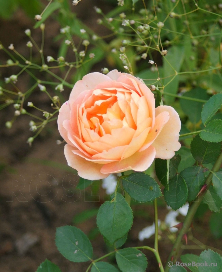 Lady of Shalott 