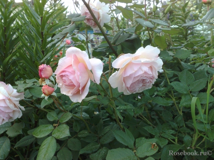 A Shropshire Lad