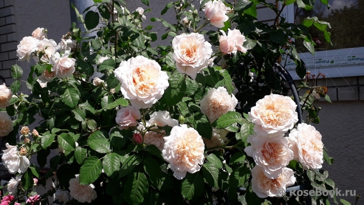 Rose de Tolbiac ®