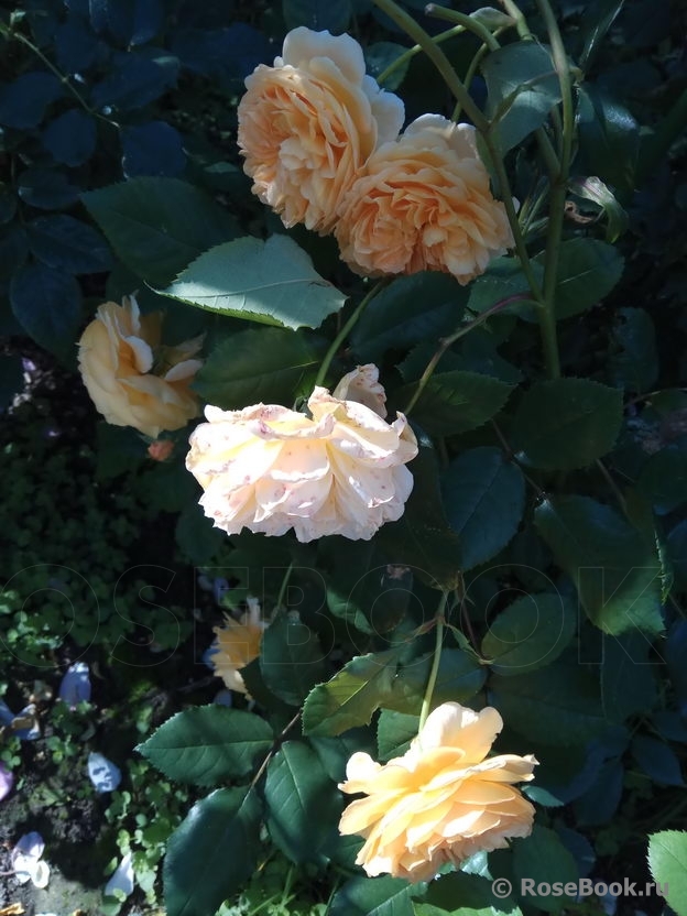 Crown Princess Margareta®