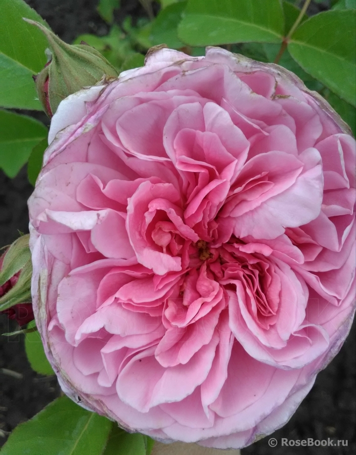 Gertrude Jekyll