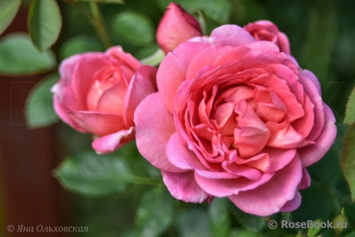 Pink Lady of Shalott