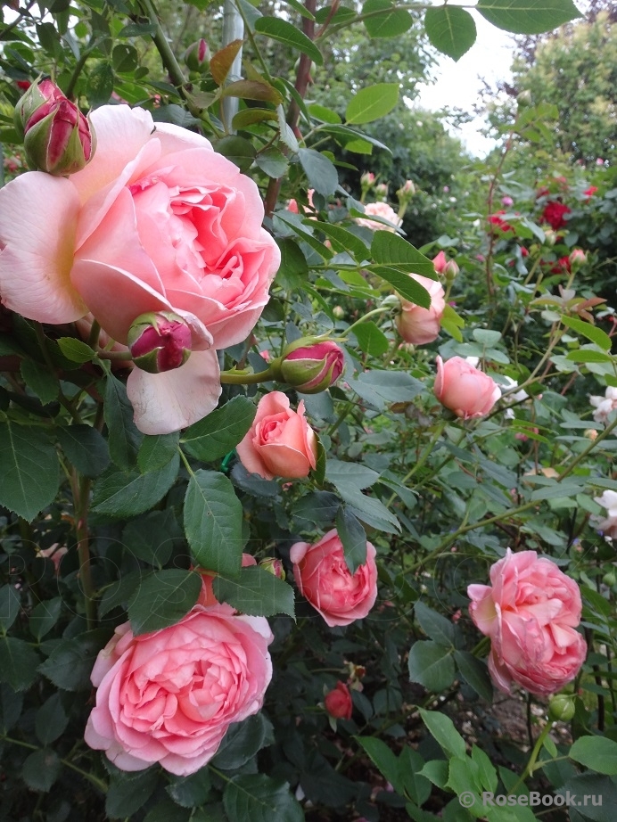 Pink Lady of Shalott