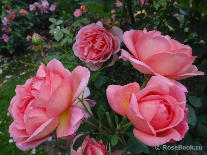 Pink Lady of Shalott