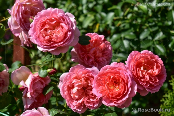 Pink Lady of Shalott