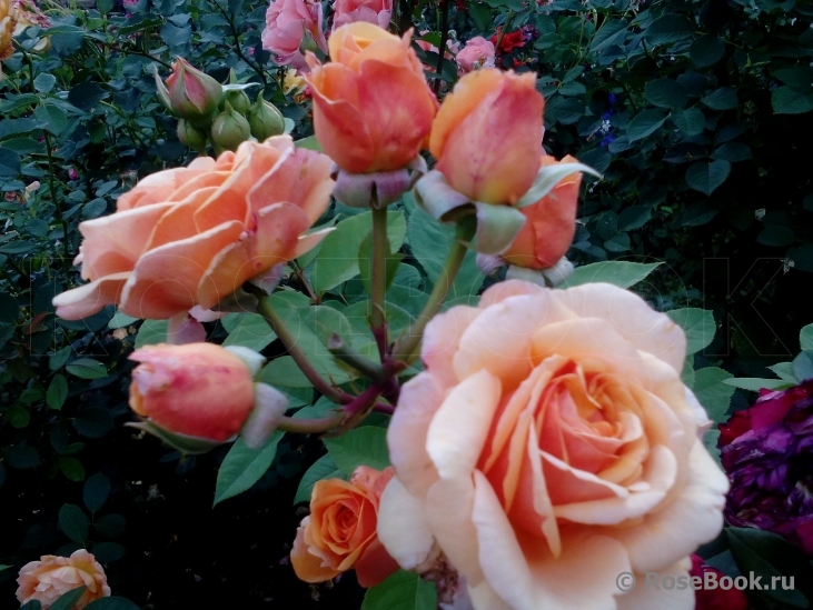 Crown Princess Margareta®