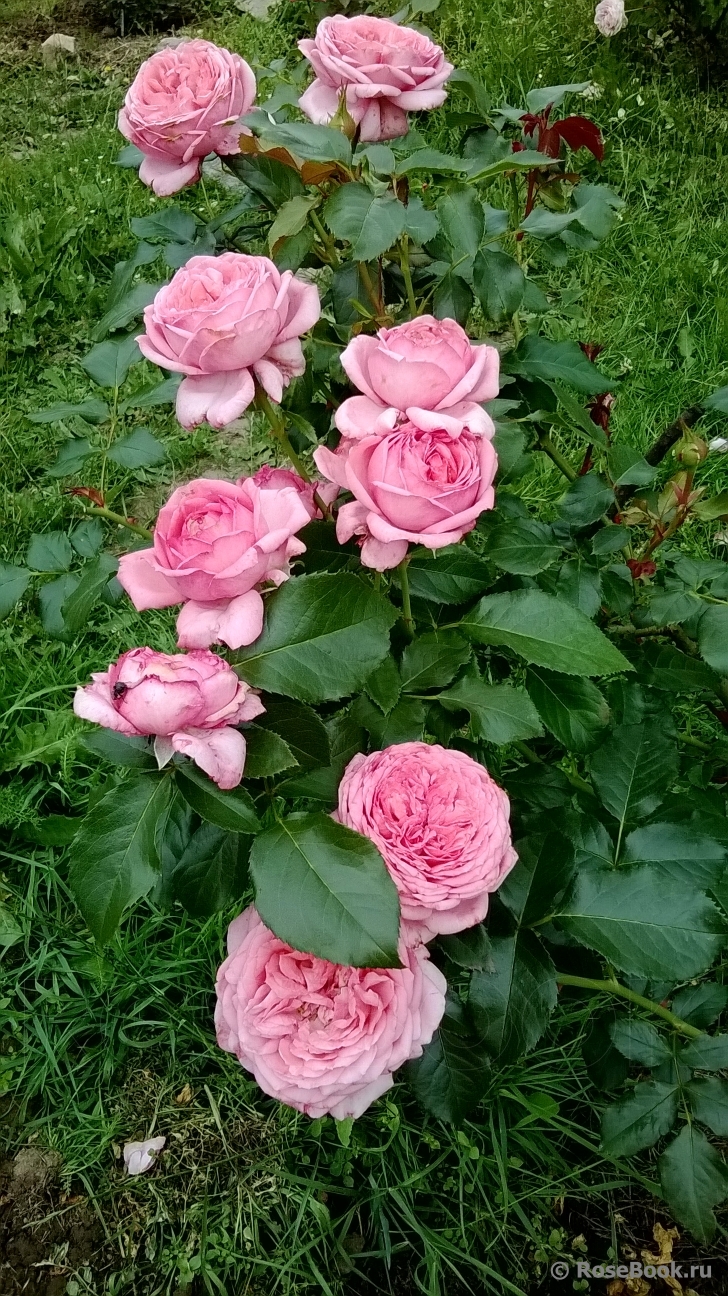 La Rose de Molinard ®