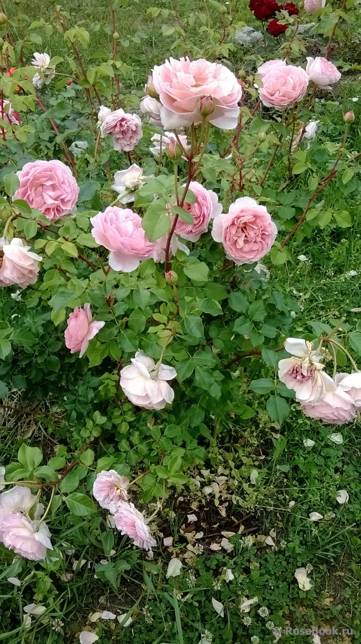 Abraham Darby