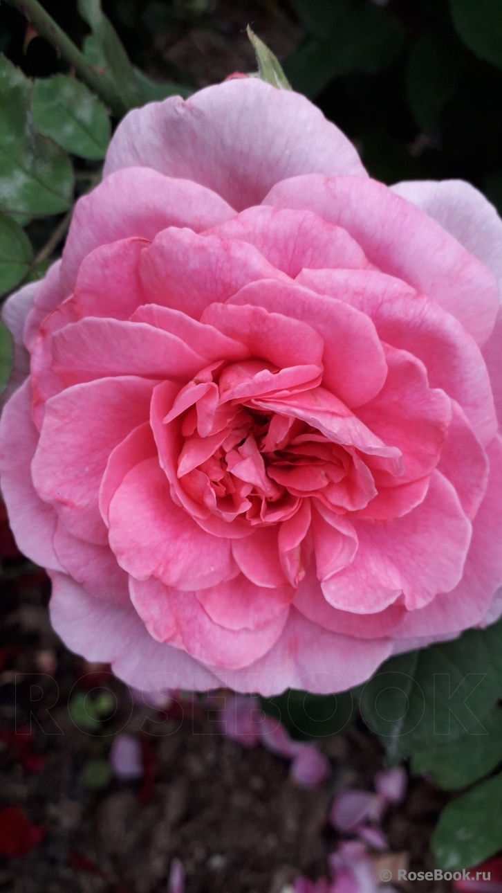 Gertrude Jekyll