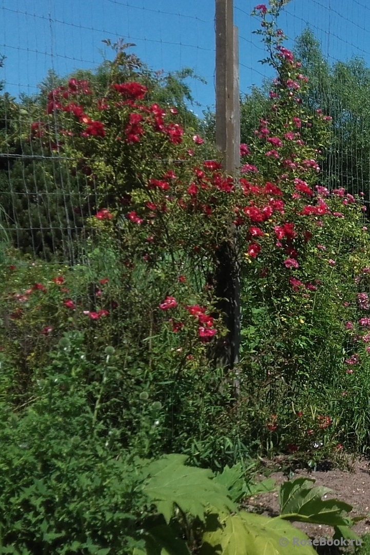 Rouge Meillandecor