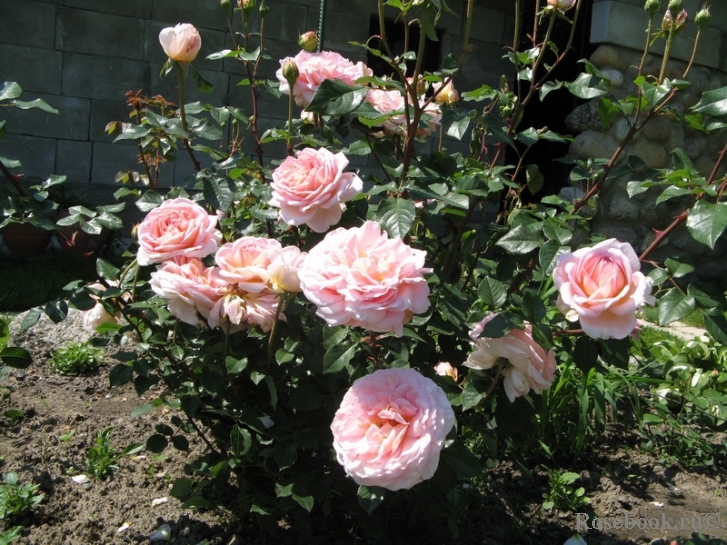 Abraham Darby