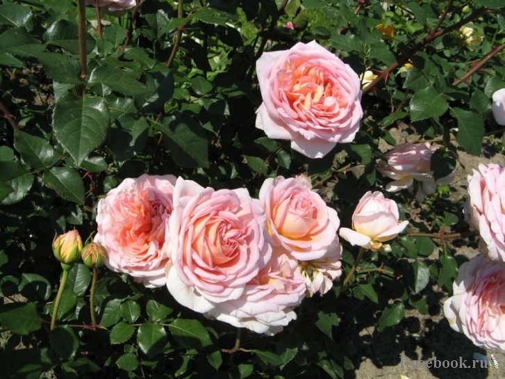 Abraham Darby