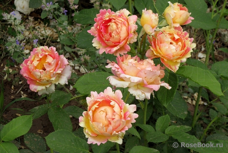 Rose des Cisterciens 